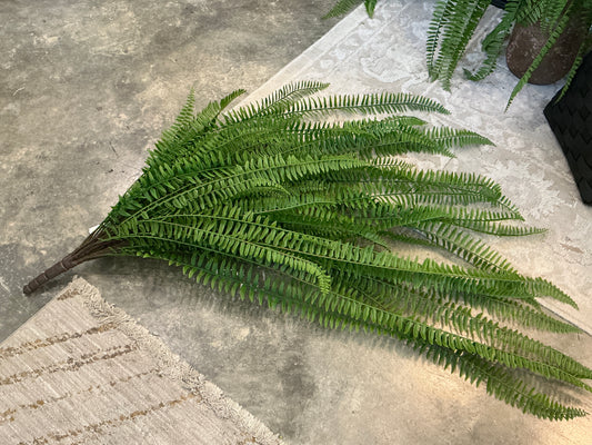 Boston Fern Bush W/69Lvs, 40" UV