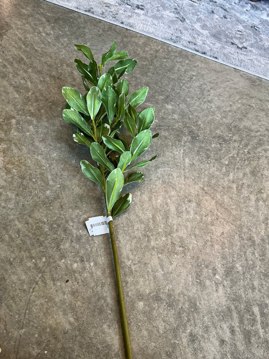 Pittosporum Leaf Stem